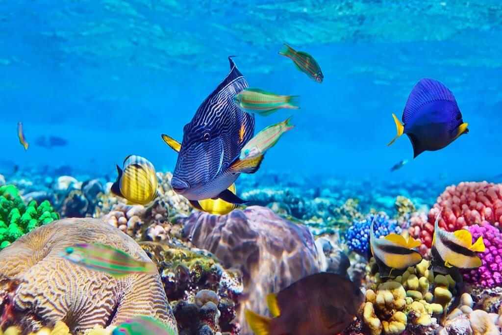 Scuba Diving